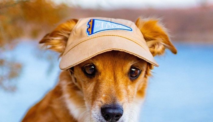 dog baseball cap