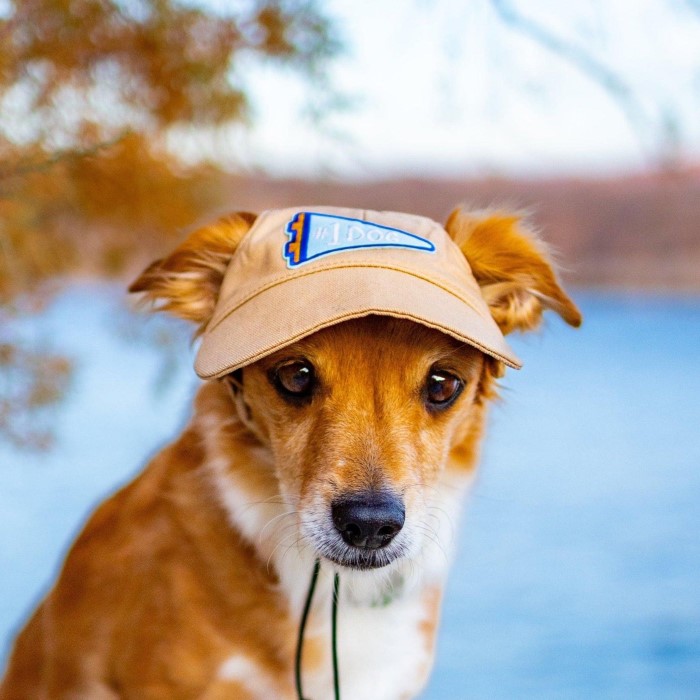 dog baseball cap