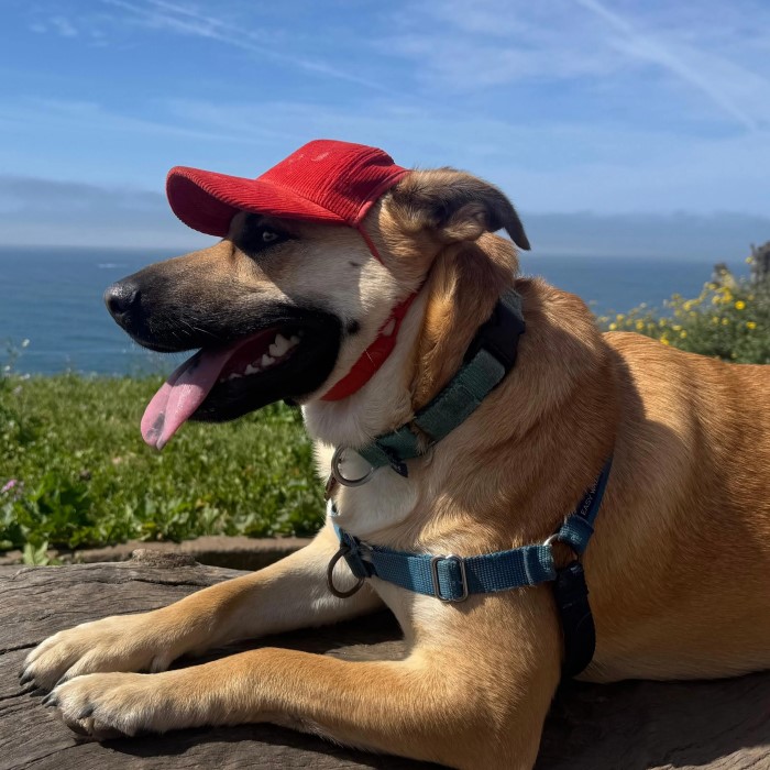 dog baseball cap