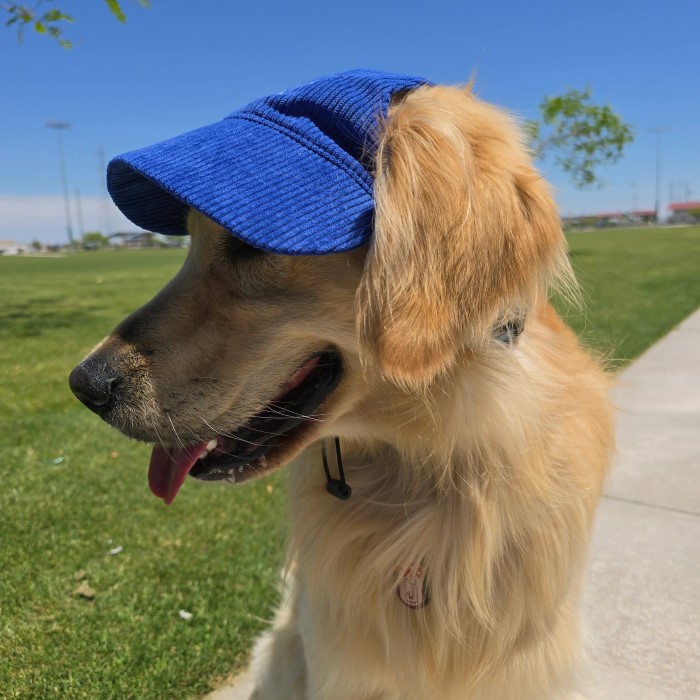 dog baseball cap